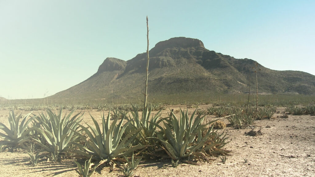 La réserve naturelle de Mapimí (Mexique)